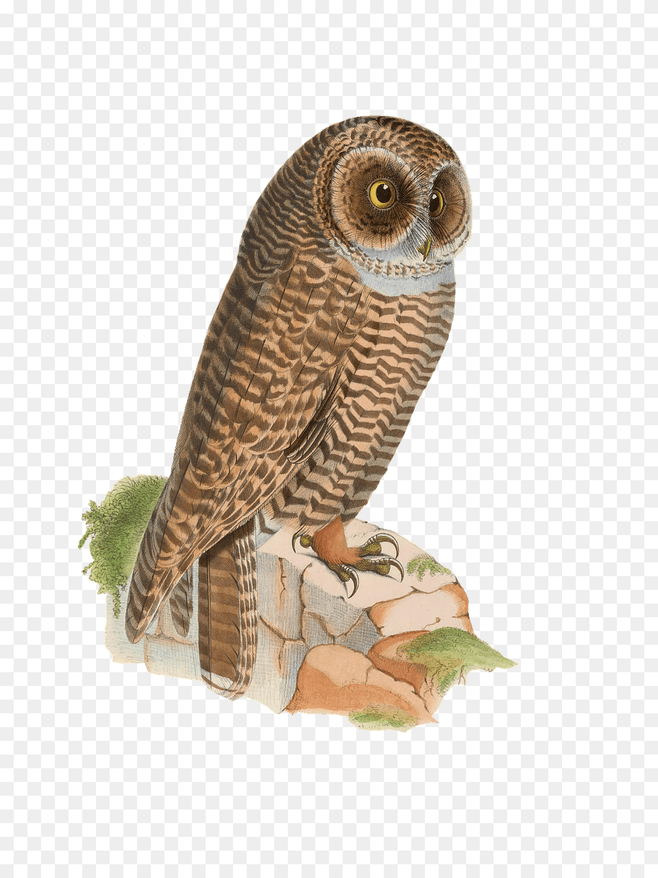 Owl Resting On Rock Drawing, Animal, Bird Free Png