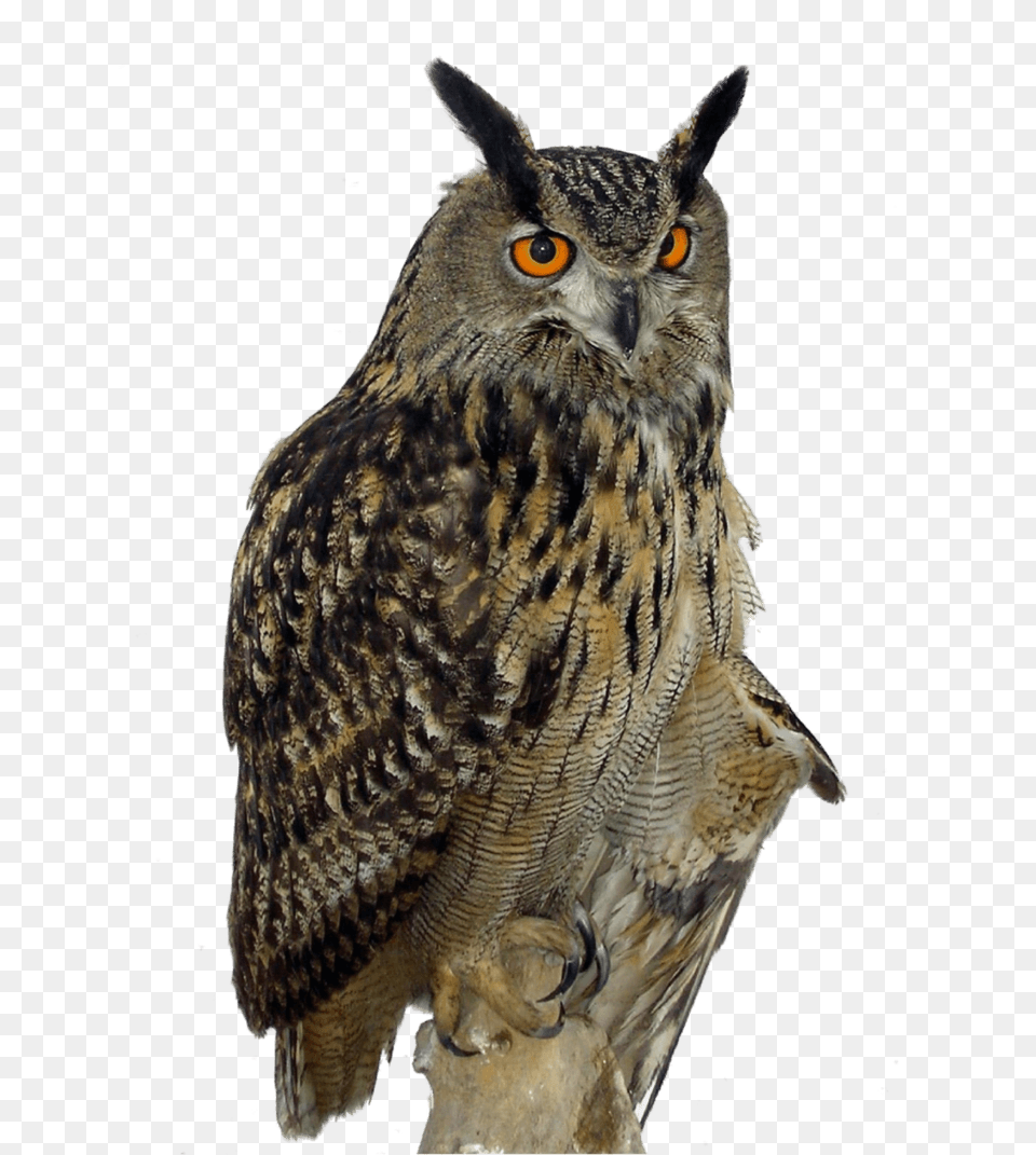 Owl Right, Animal, Bird, Beak Png Image