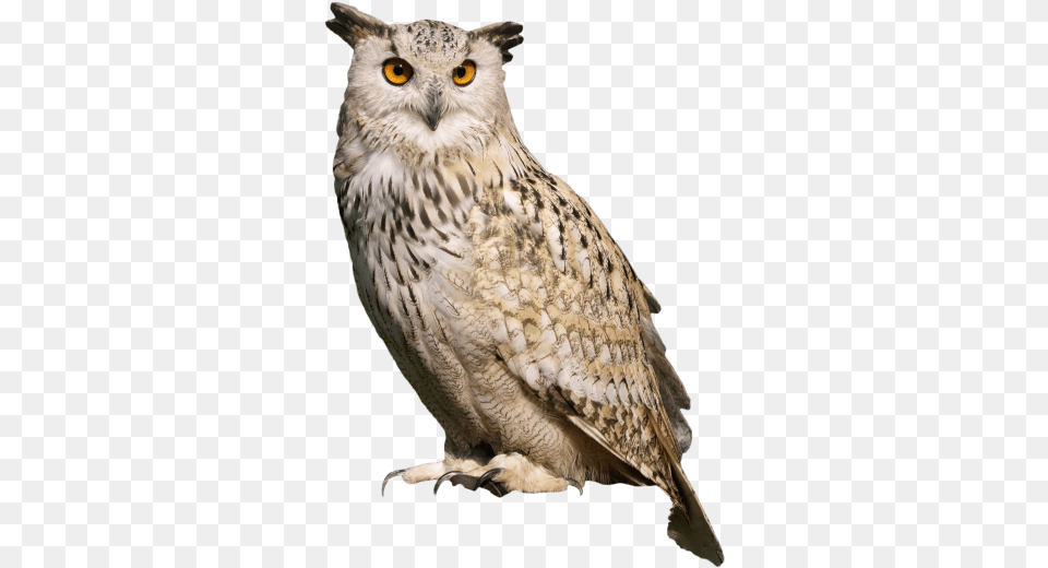 Owl Sitting Images Transparent Great Horned Owl, Animal, Bird, Beak Free Png