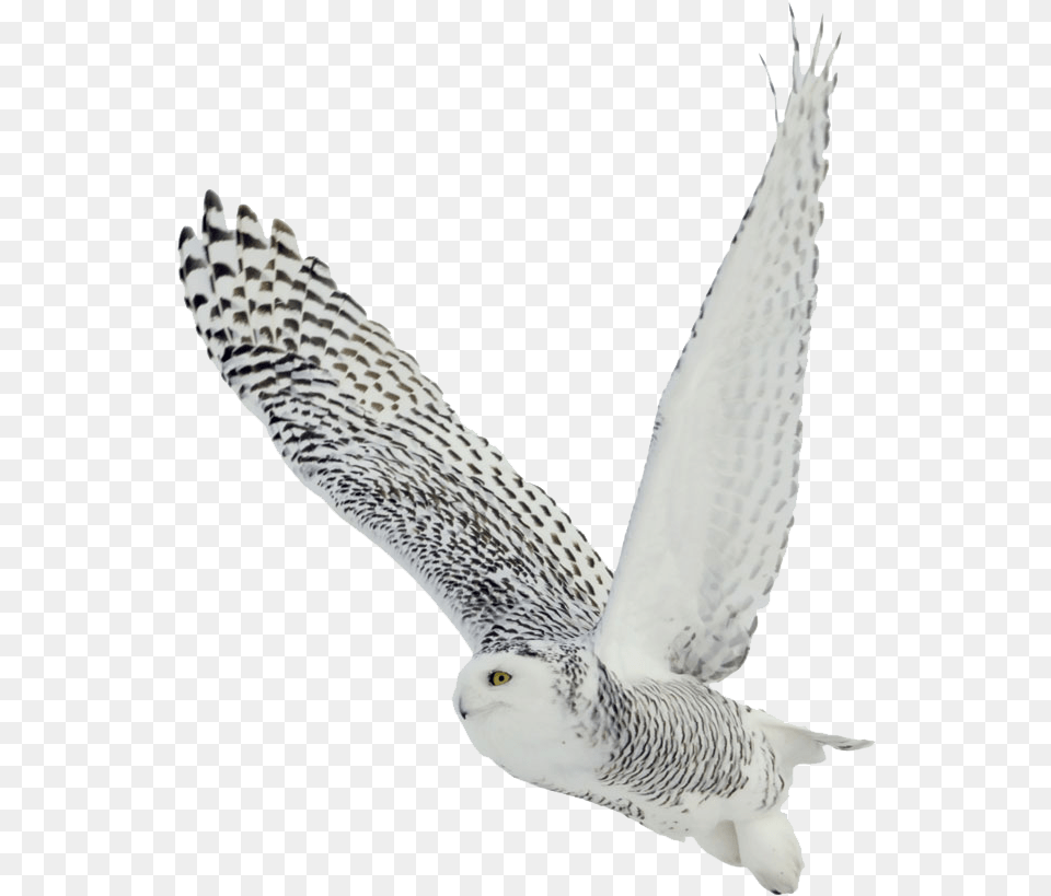 Owl Snowy Owl Transparent Background, Animal, Bird, Accipiter Png Image