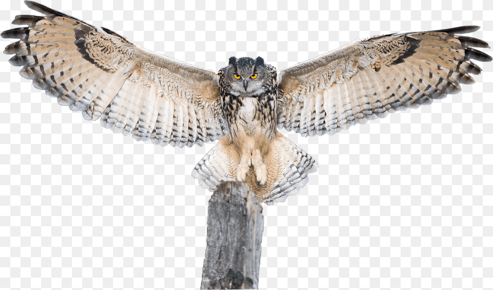 Owl Spreading Wings Transparent Owl With Spread Wings, Animal, Bird Png Image