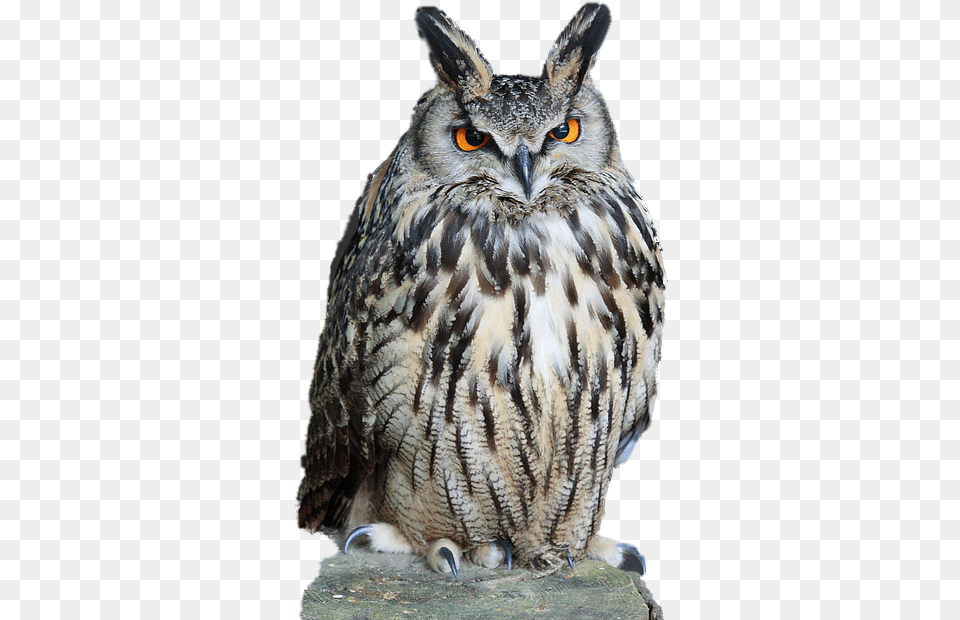 Owl Transparent Background Drake Future What A Time To Be Alive, Animal, Beak, Bird Png Image