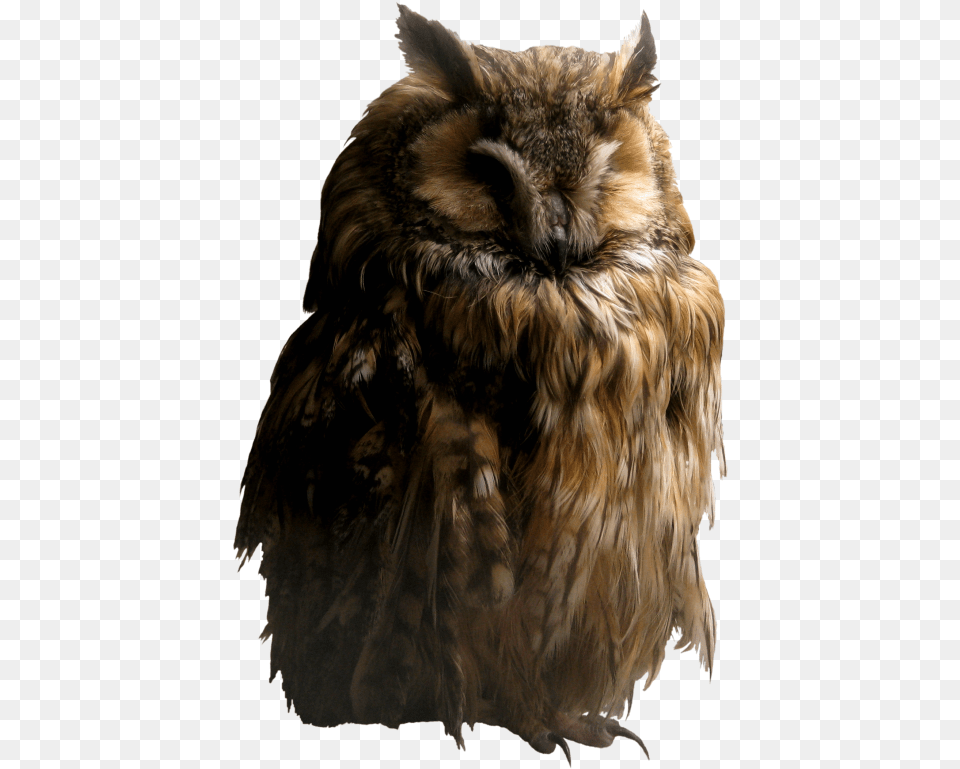 Owl Transparent Background Owl, Animal, Bird, Beak Free Png