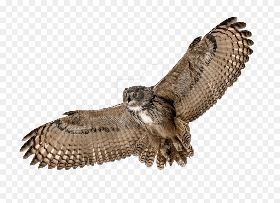 Owl Download, Animal, Bird Free Transparent Png