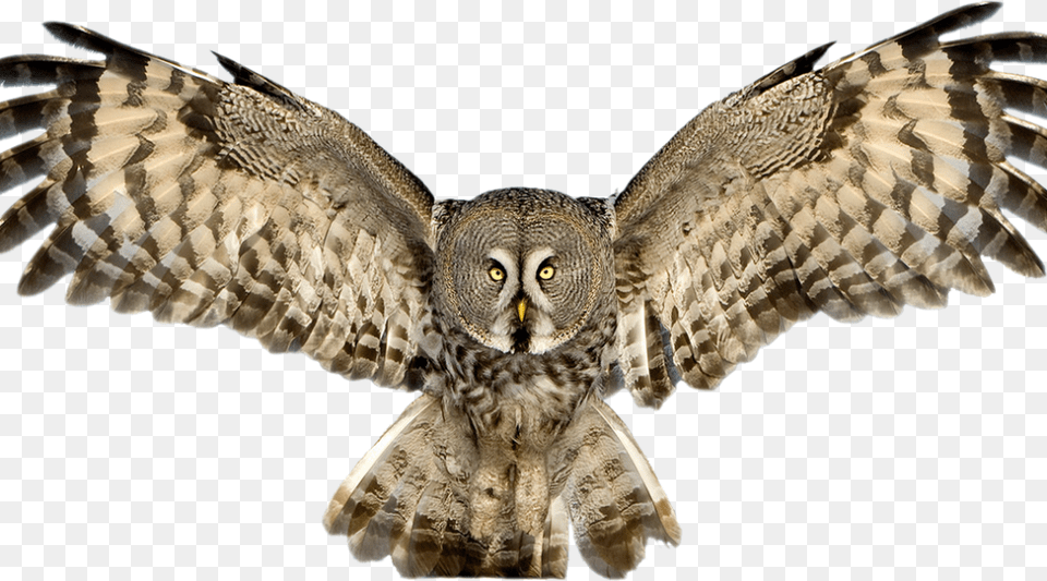 Owl Vectors Great Grey Owl, Animal, Bird Png Image