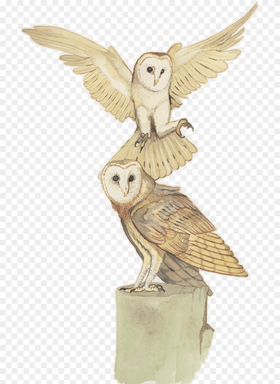 Owl Watercolor, Animal, Bird Png Image