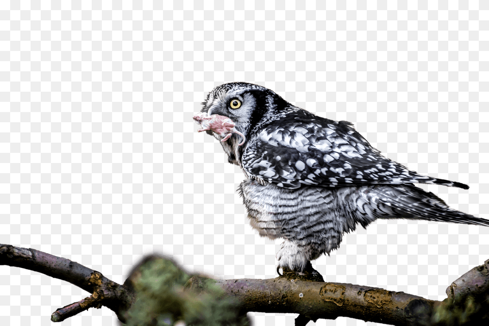 Owl With Catch In Mouth, Animal, Beak, Bird Free Png Download