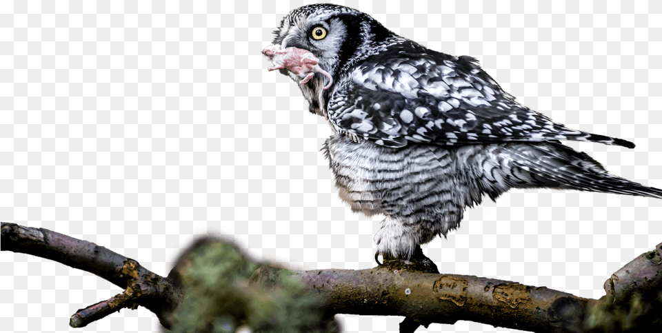 Owl With Catch In Mouth Bird Of Prey, Animal, Beak, Buzzard, Hawk Png Image