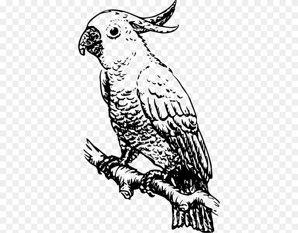 Owlartmonochrome Photography Cockatoo Black And White, Gray Free Png Download
