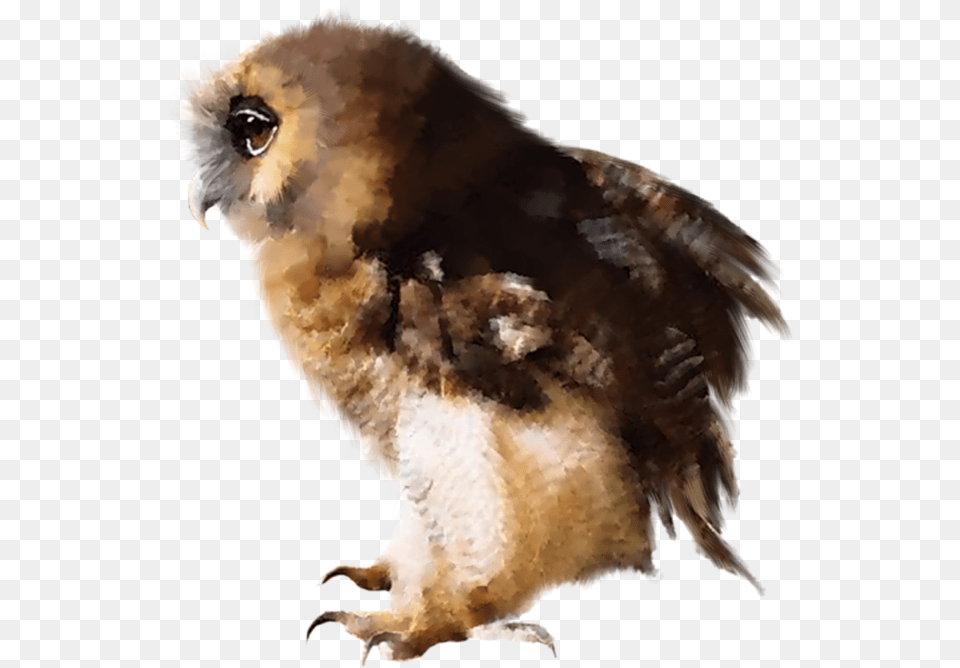 Owls Bella Godiva, Animal, Bird, Owl Free Png Download