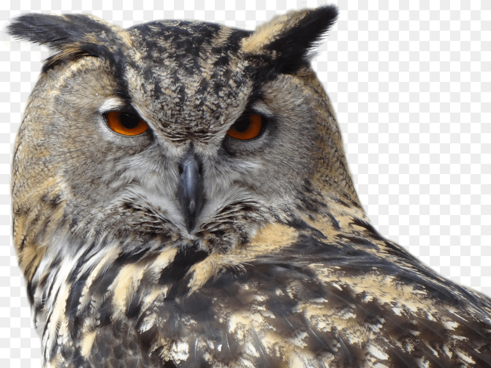 Owls Clipart Transparent Background Owl, Animal, Beak, Bird Png