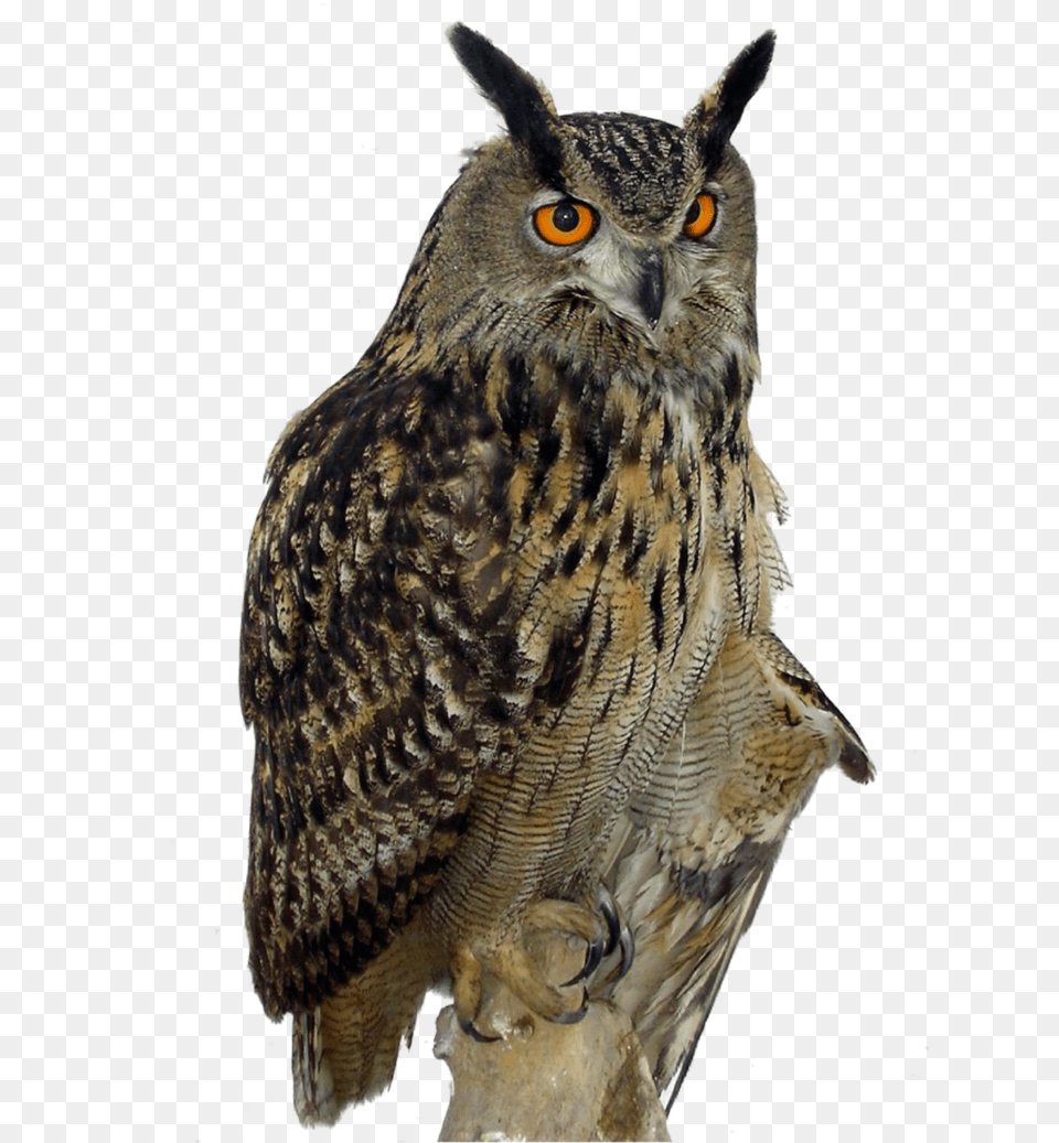 Owls Background Owl Hd, Animal, Beak, Bird Free Png
