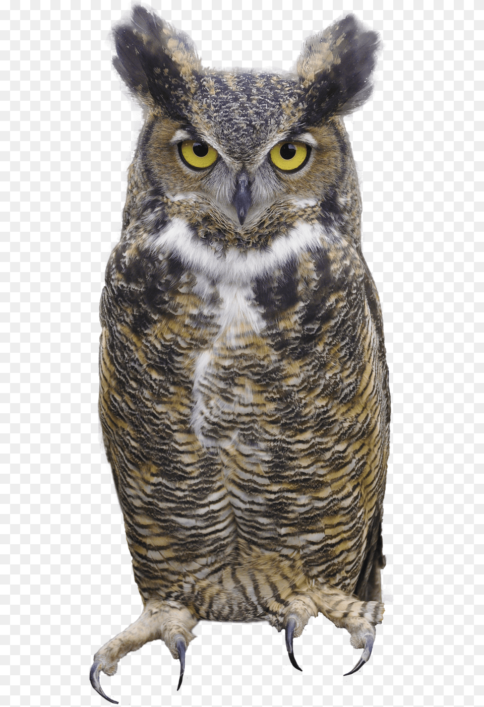 Owls Bird Owl Great Horned Owl, Animal, Beak Free Png Download