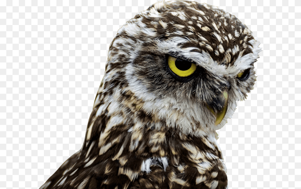 Owls Owl Long Legs, Animal, Bird, Beak, Hawk Png Image