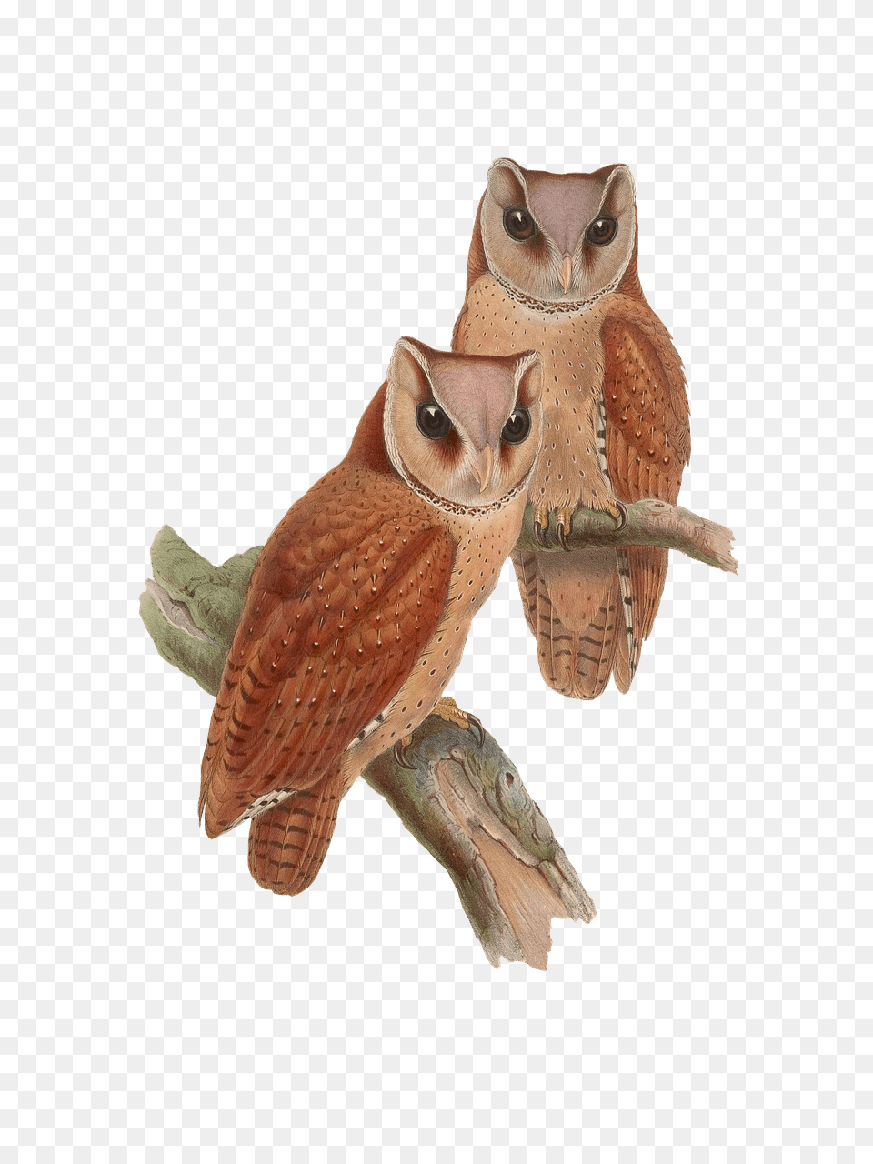 Owls Sitting On A Branch, Animal, Bird, Owl Png Image