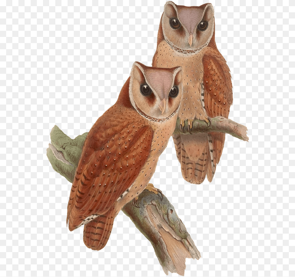 Owls Sitting On A Branch Vintage Owl, Animal, Bird Free Transparent Png