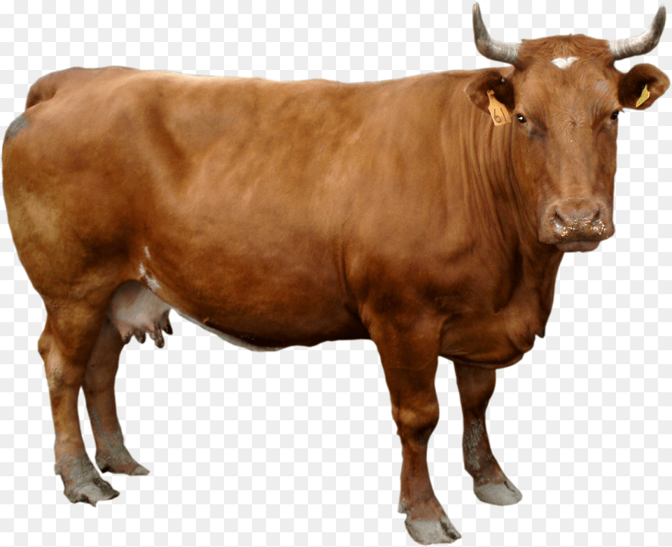 Ox, Animal, Bull, Cattle, Cow Free Png Download
