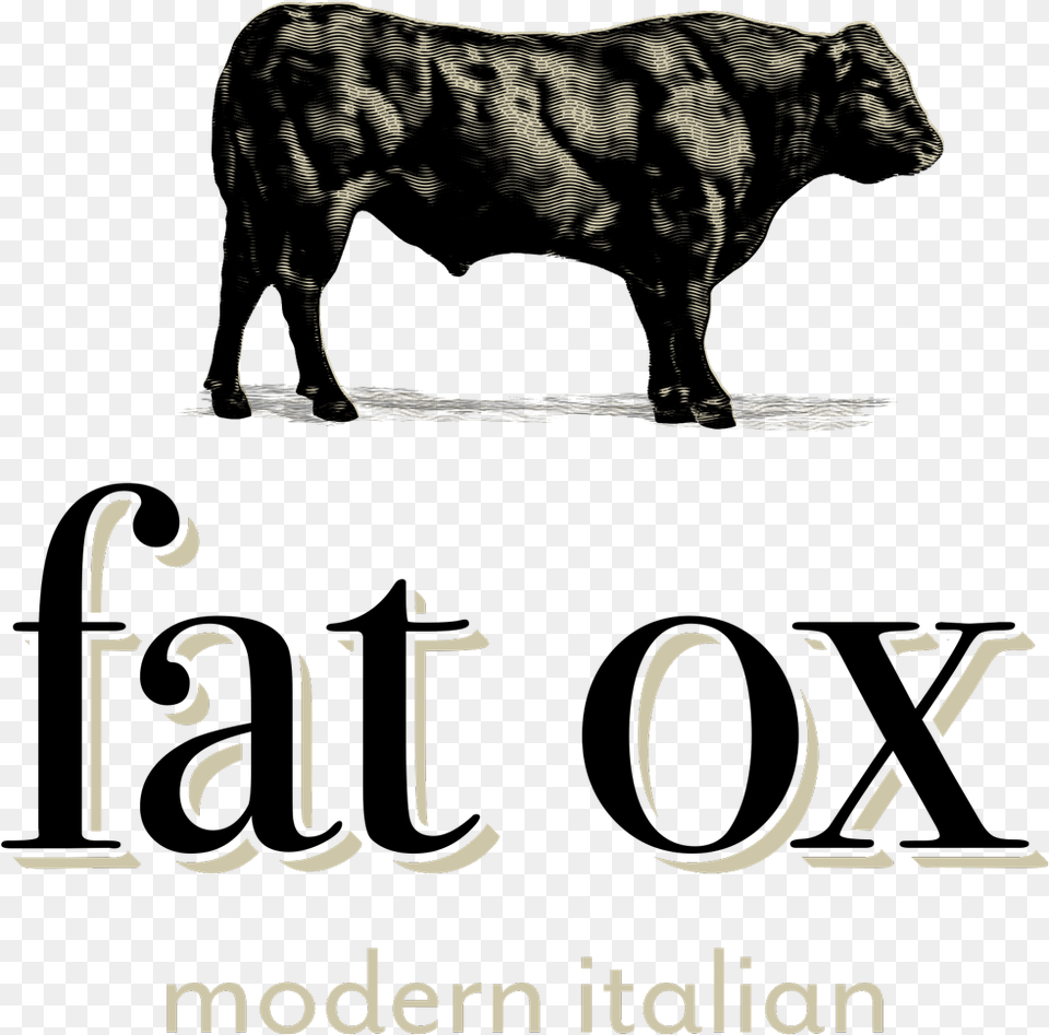 Ox, Angus, Animal, Bull, Cattle Free Png Download
