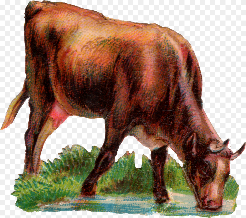 Ox Animal Drinking Water, Bull, Mammal, Cattle, Livestock Free Png