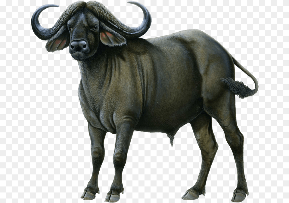 Ox Animal Picture Buffalo Transparent Background, Mammal, Wildlife, Bull, Cattle Free Png