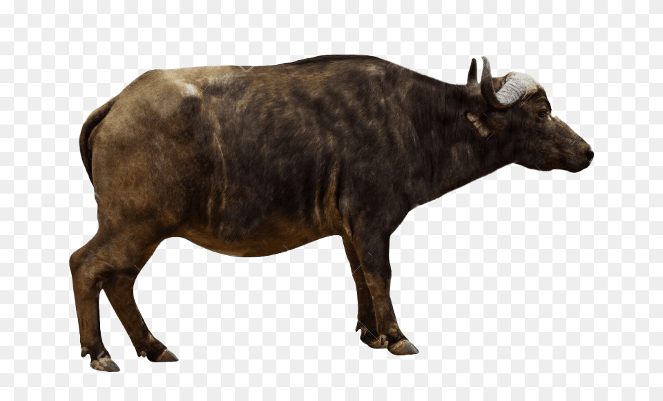 Ox Animal Images African Buffalo Side Profile, Bull, Cattle, Livestock, Mammal Free Transparent Png