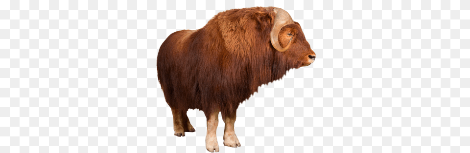 Ox Animal Transparent Musk Ox Clear Background, Bull, Cattle, Livestock, Mammal Png Image