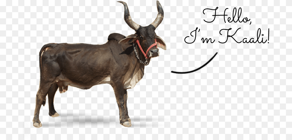 Ox Clipart Gir Cow Indian Ox, Animal, Bull, Cattle, Livestock Png Image