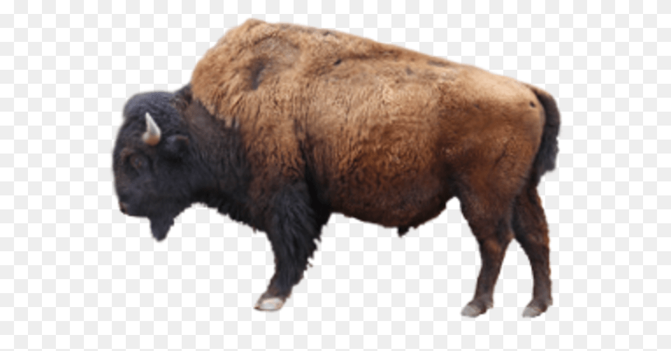 Ox Images Bison, Animal, Buffalo, Mammal, Wildlife Png