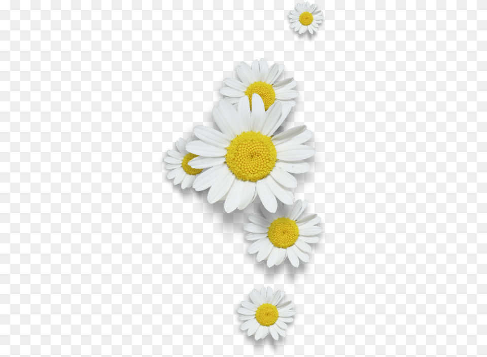 Oxeye Daisy, Flower, Plant, Petal Png Image