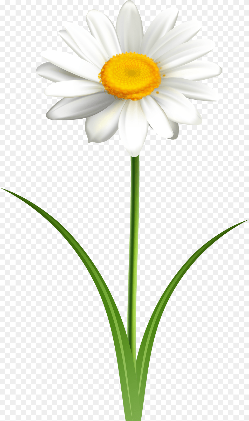 Oxeye Daisy, Flower, Plant, Petal Free Transparent Png