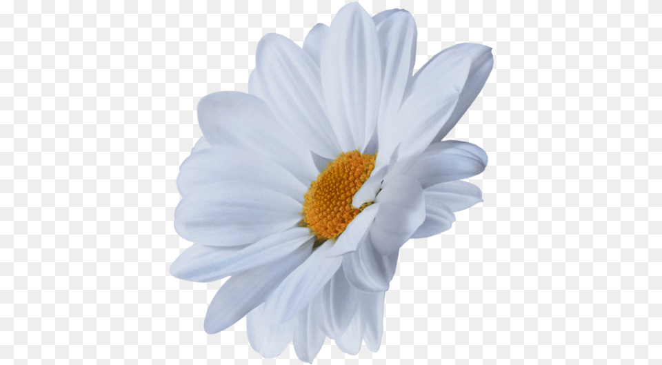 Oxeye Daisy, Flower, Plant, Pollen, Petal Png