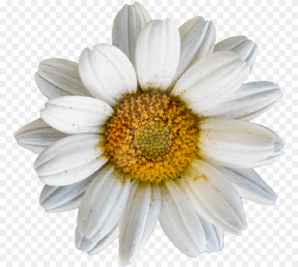 Oxeye Daisy, Flower, Plant, Pollen, Petal Free Png