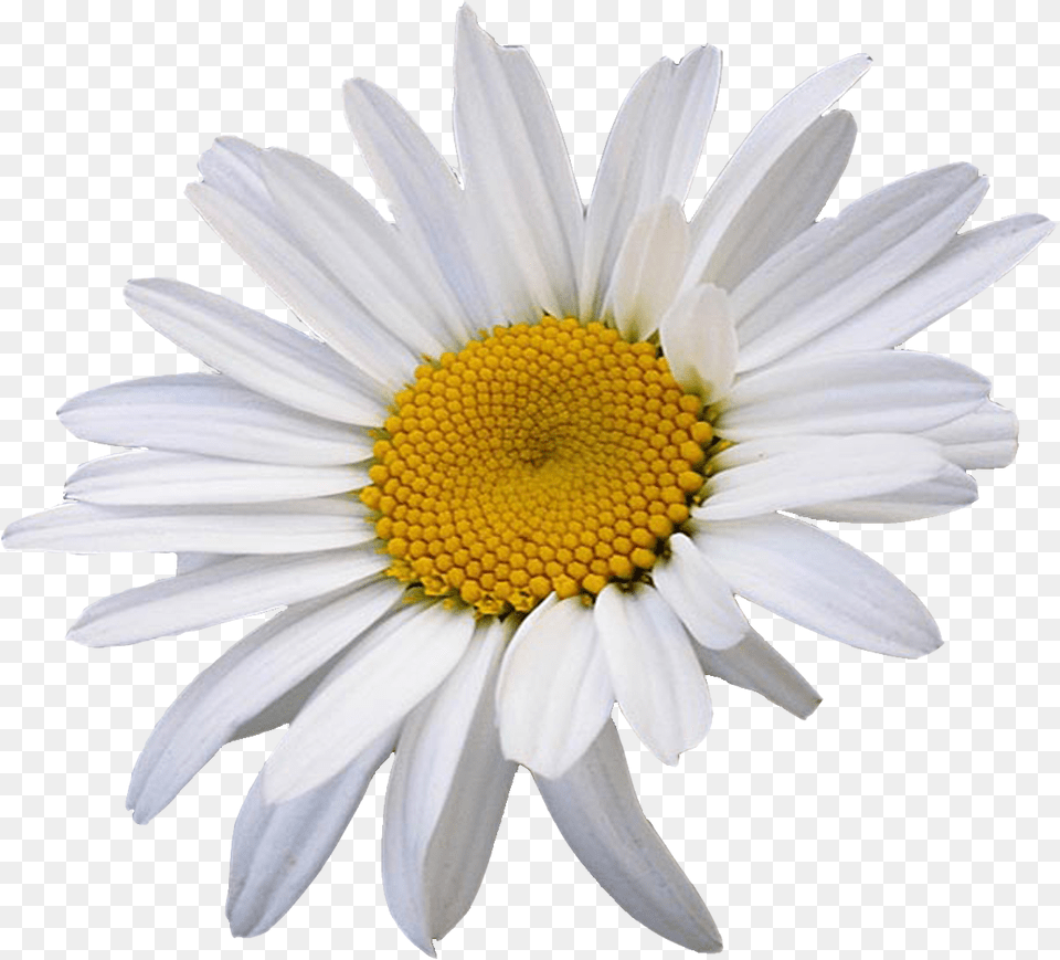 Oxeye Daisy Common Flower Daisy Transparent, Petal, Plant, Anther Free Png