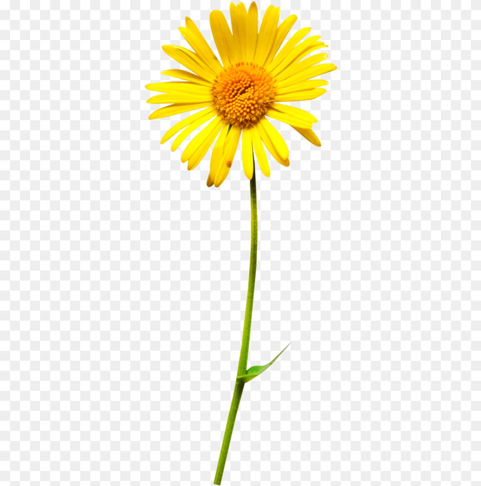 Oxeye Daisy Flower Clip Art Oxeye Daisy, Plant, Petal, Sunflower Free Png
