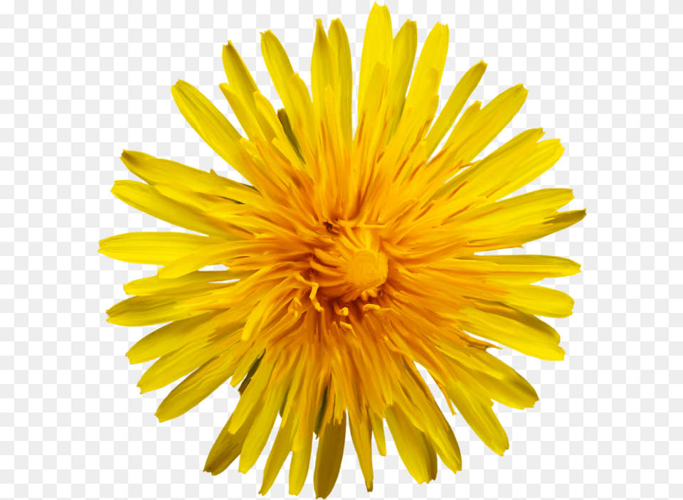 Oxford High School Sunflower, Flower, Plant, Dandelion Free Png