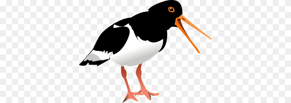 Oyster Animal, Beak, Bird, Stork Free Transparent Png
