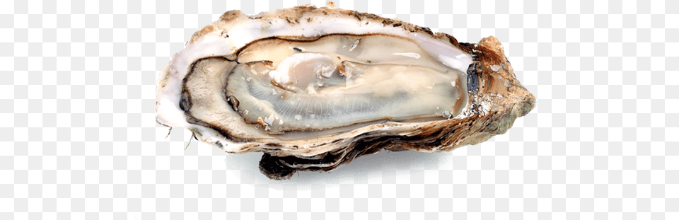Oyster, Food, Seafood, Animal, Sea Life Free Png