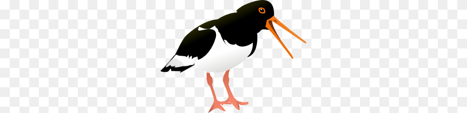 Oyster Catcher Bird Clip Art Vector, Animal, Beak, Stork, Waterfowl Free Png