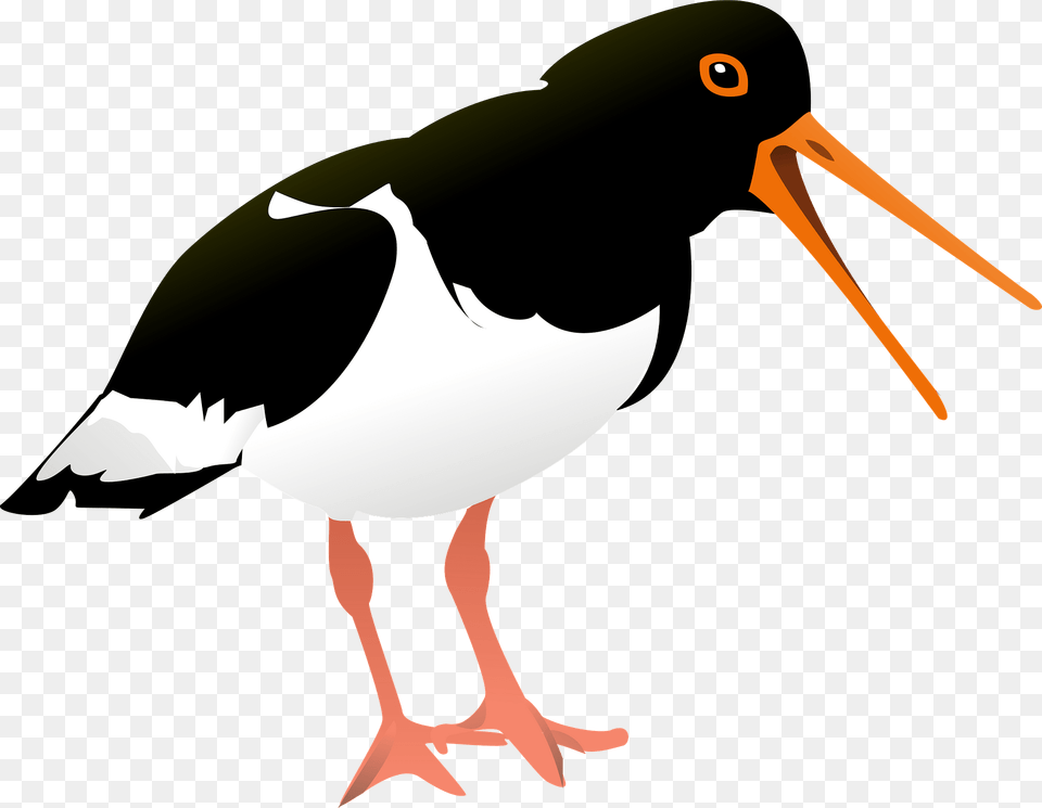 Oyster Catcher Clipart, Animal, Beak, Bird, Stork Free Transparent Png
