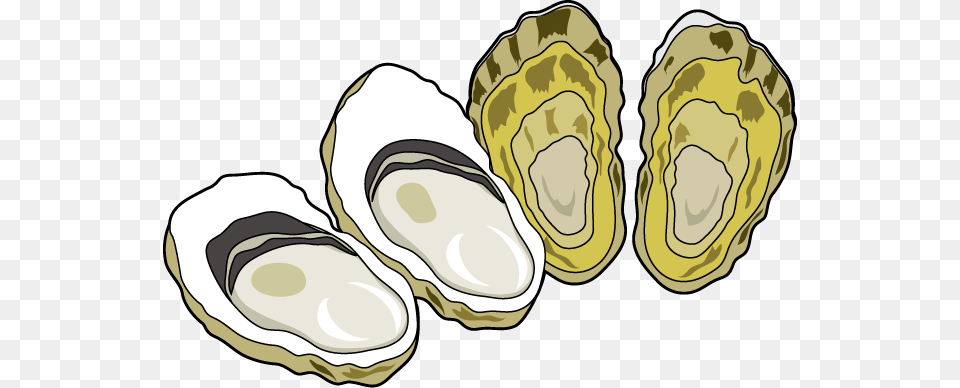 Oyster Clipart, Seafood, Food, Animal, Sea Life Png