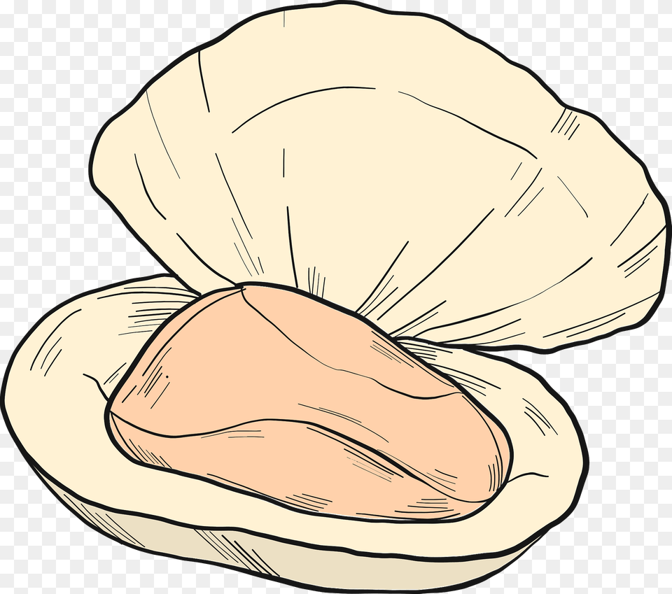 Oyster Clipart, Animal, Clam, Food, Invertebrate Png