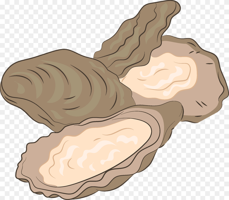 Oyster Clipart, Animal, Seafood, Sea Life, Seashell Free Png Download