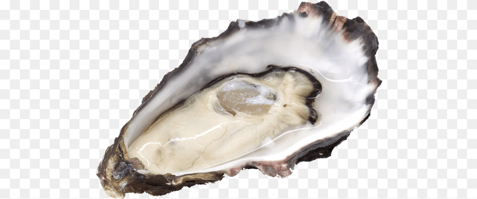 Oyster Meaning In Marathi, Animal, Food, Sea Life, Seafood Png Image