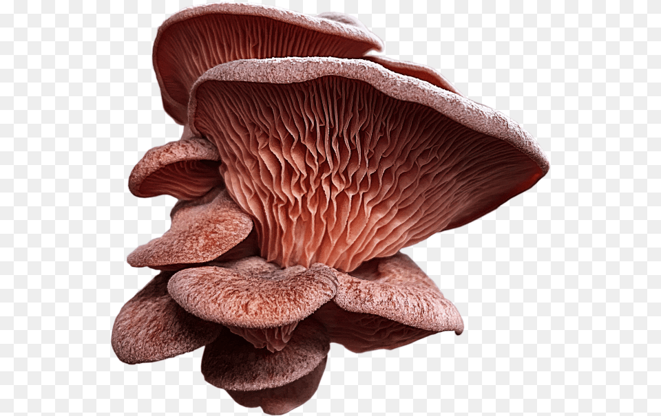 Oyster Mushroom, Fungus, Plant, Agaric, Amanita Free Png