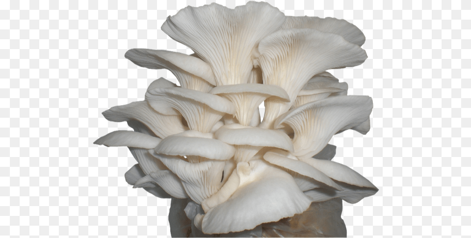 Oyster Mushroom, Agaric, Amanita, Fungus, Plant Free Transparent Png