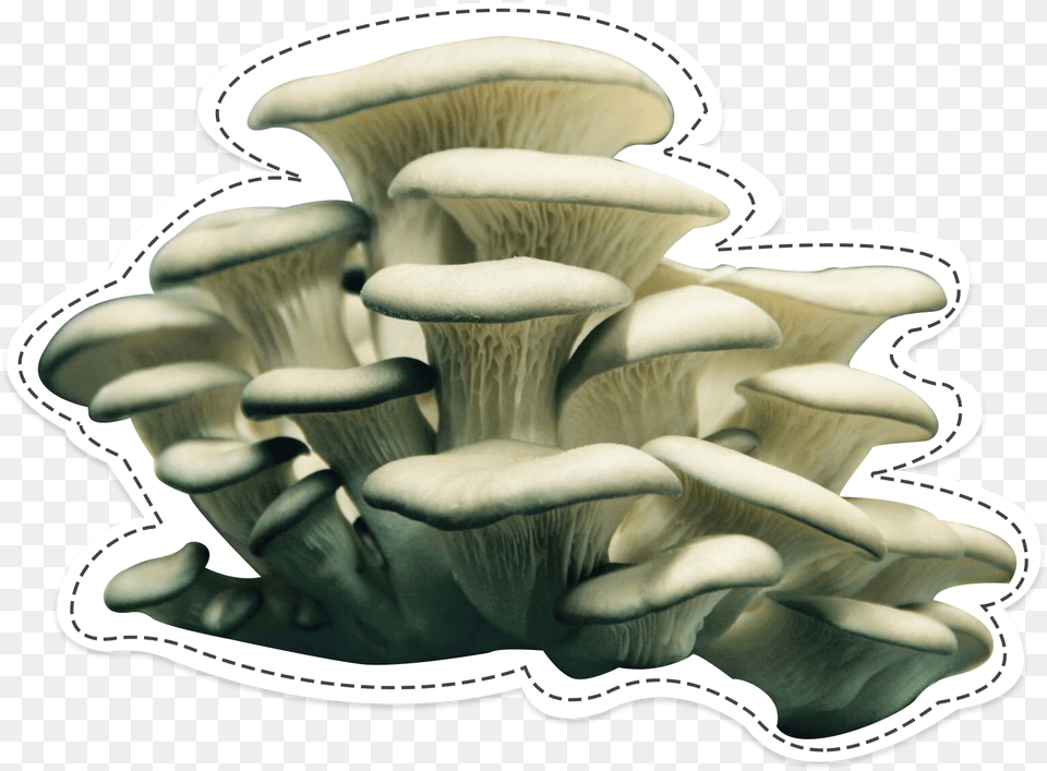 Oyster Mushroom The Surprising, Agaric, Amanita, Fungus, Plant Png