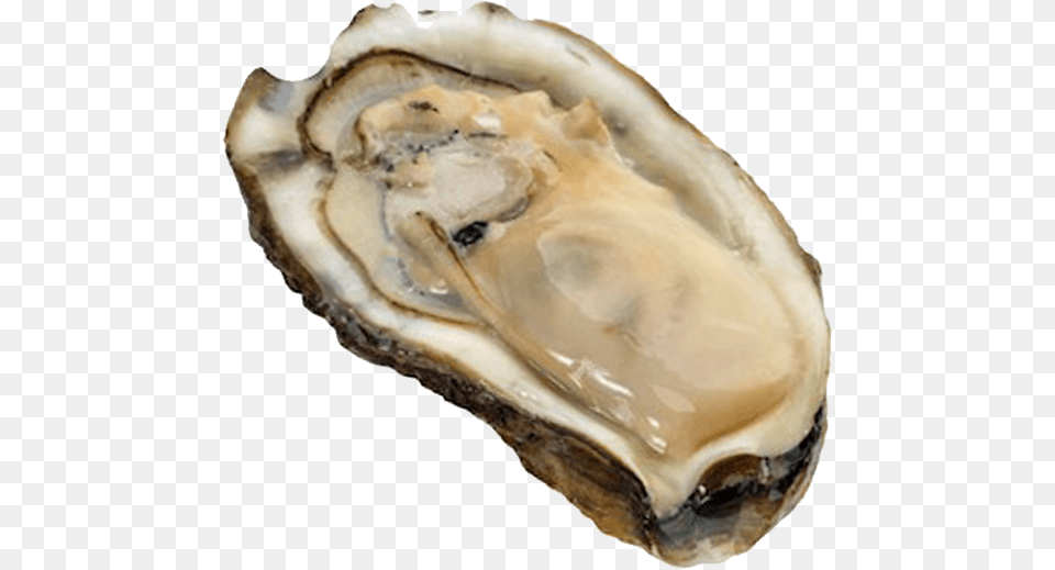 Oyster Oyster, Animal, Food, Sea Life, Seafood Free Transparent Png