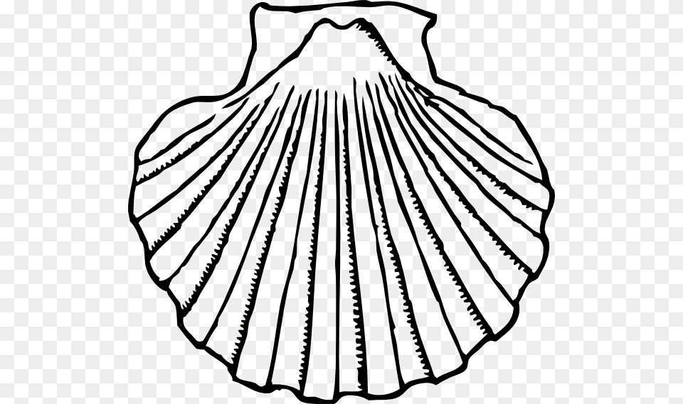 Oyster Shell Clip Art Shell, Animal, Clam, Food, Invertebrate Free Transparent Png