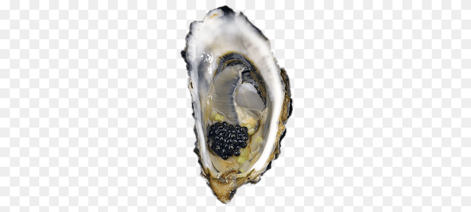 Oyster With Caviar, Food, Seafood, Animal, Sea Life Free Transparent Png