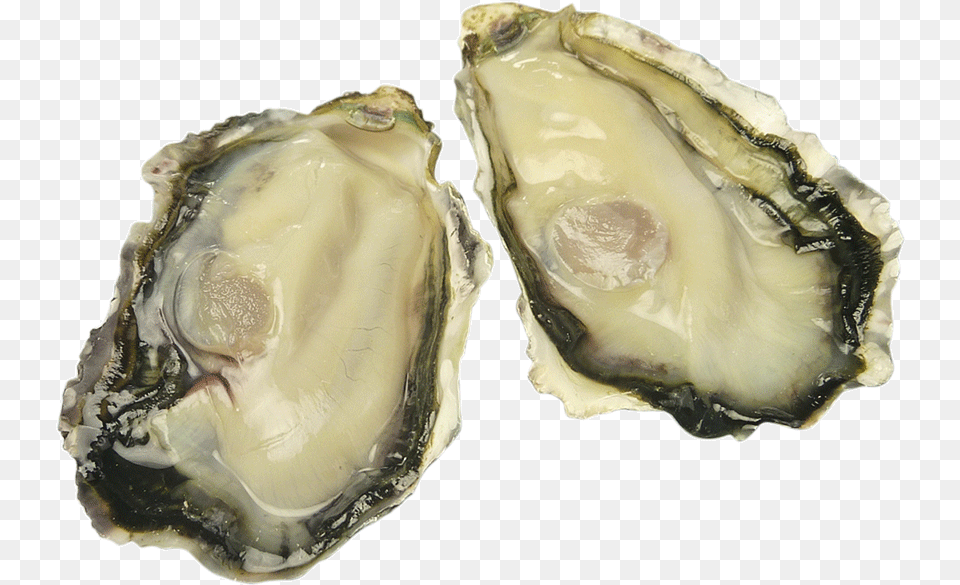 Oysteroysters Tiostrea Chilensis, Animal, Seafood, Sea Life, Food Free Png
